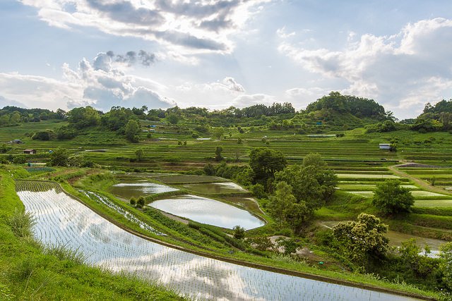 The terraced rice paddies of Asuka