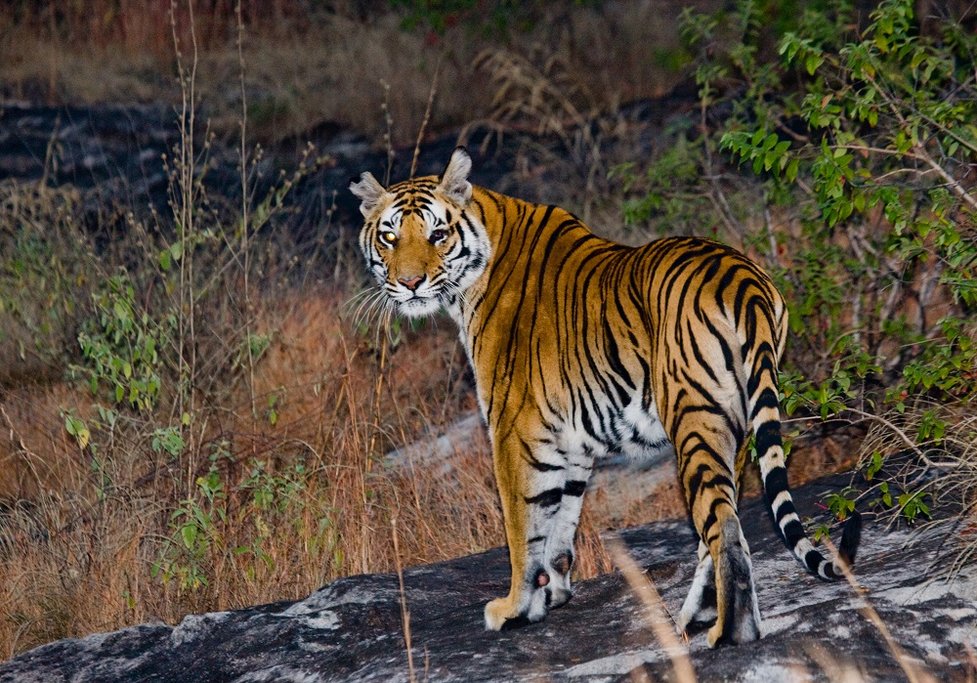 Although tigers are at the top of most visitor's viewing list, they are by no means alone in the park- many wonderful species calls these national parks home.