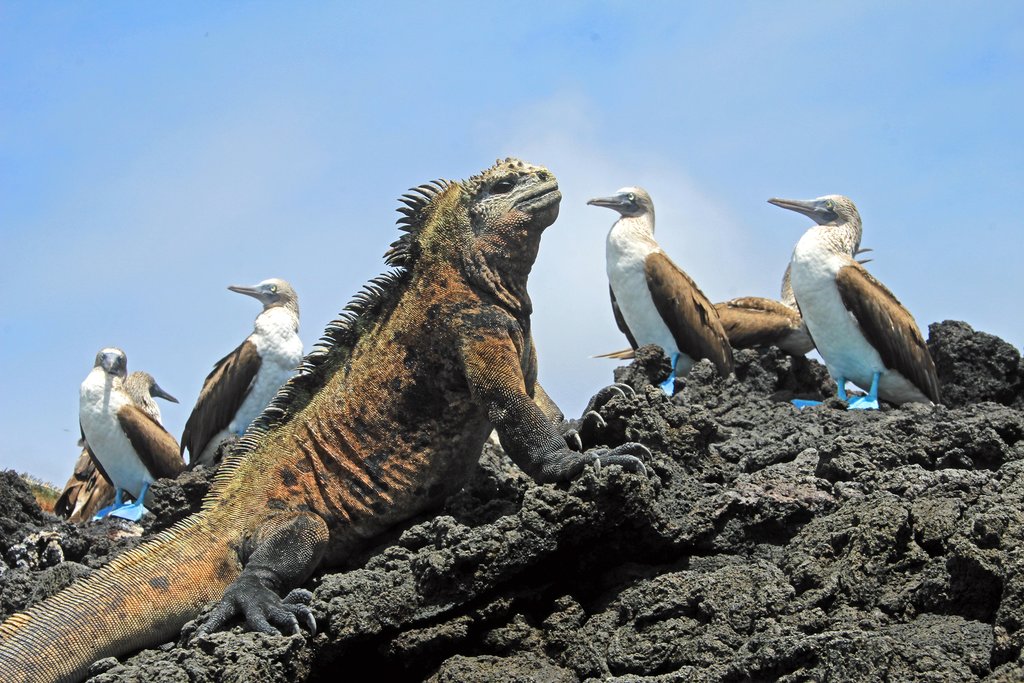 Galápagos creatures