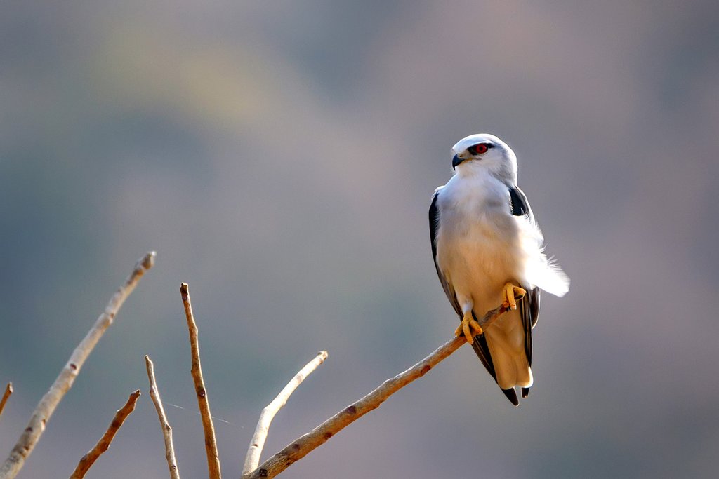Black-winged kite (Elanus caeruleus) perched on branch in Ranthambore national park