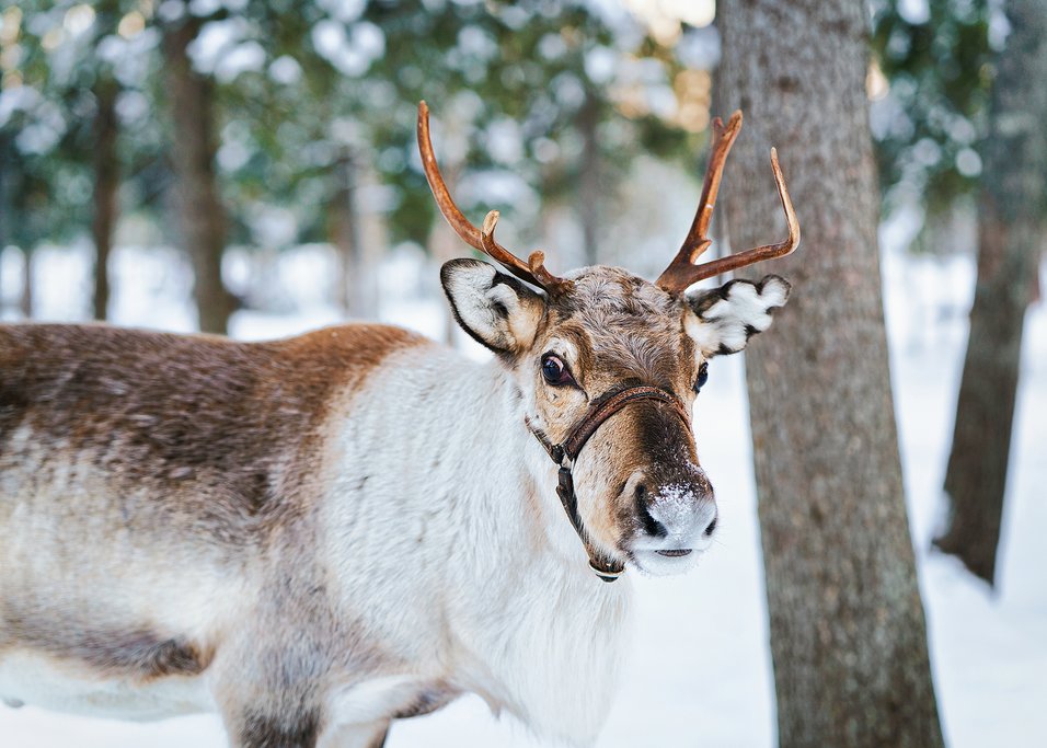 Spend time with reindeer on this overnight excursion.