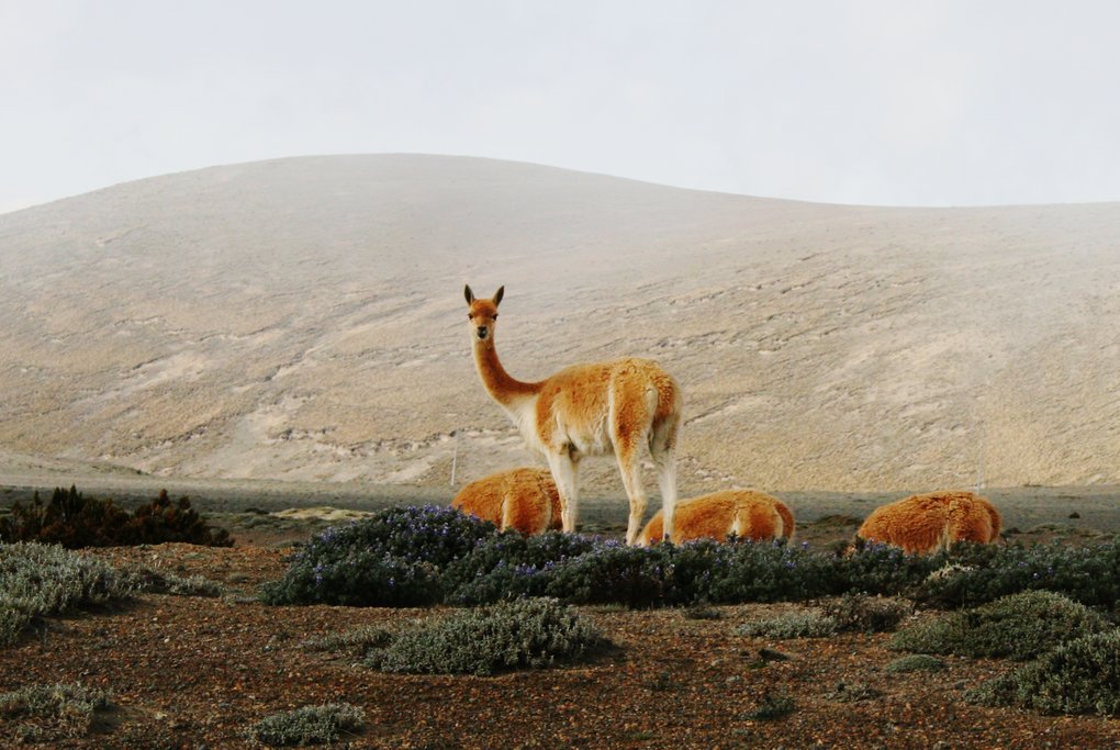 Related to the llama and the alpaca, the once-endangered vicuñas are making a comeback
