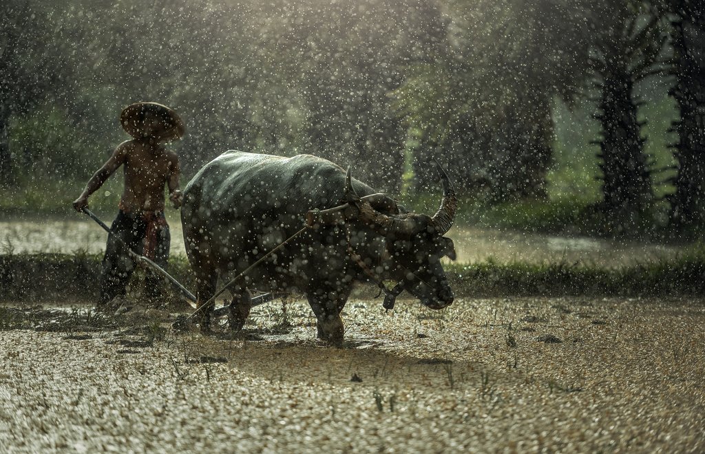 Planting crops in the rainy season