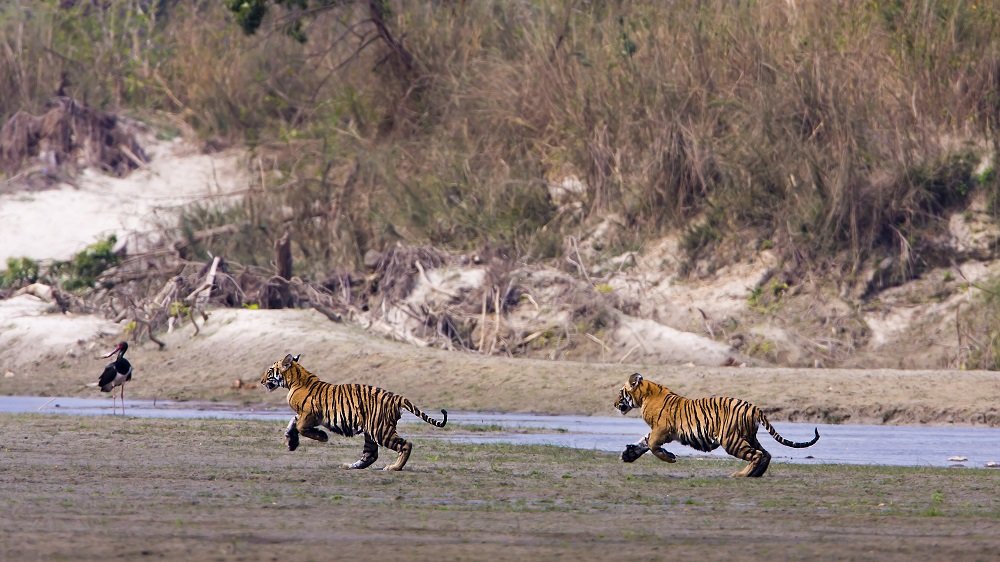 Adolescent tigers like to play by chasing each other, the birds around them, or anything else that moves