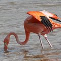 Flamingo in the Galapagos Islands