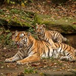 The Royal Bengal Tiger at Ranthambore 