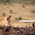 A lioness portrait with safari car in the Masai Mara national park, Kenya. Animal wildlife. Safari concept. Vacation in Africa