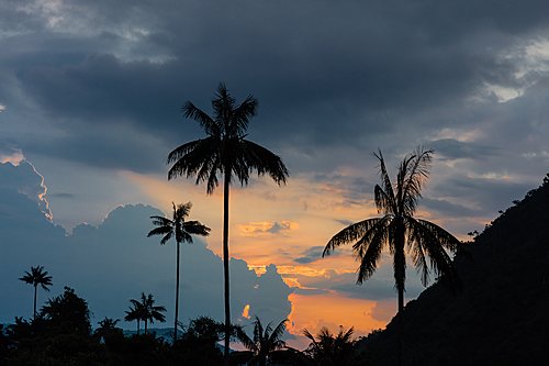 Valle de Cocora, Colombia