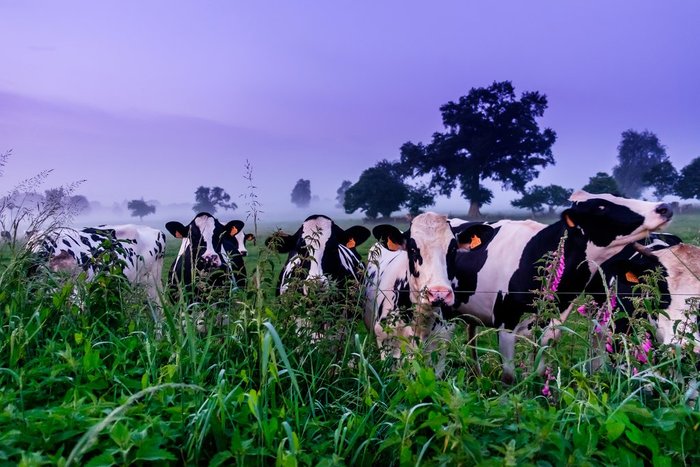 Normandy Countryside