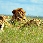 Lions