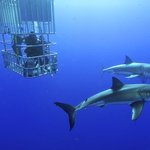 Great White Watching