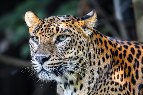 Majestic Sri Lankan leopards can be seen in Yala National Park