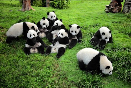 June is a great month to see the giant pandas in Chengdu