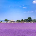 Lavender fields 