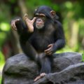 Baby chimpanzee 