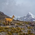 A lone llama in front of Ausangate peak 