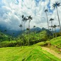 Iconic skinny wax palms in Colombia's coffee region