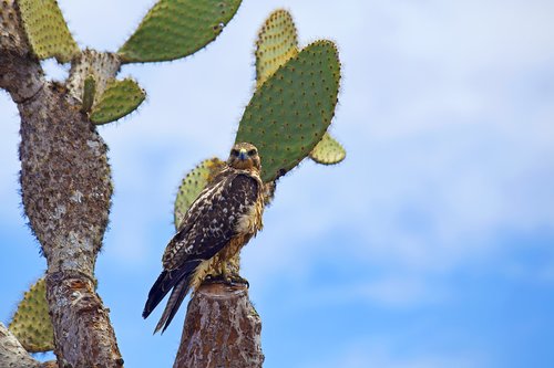 Galapagos Hawk on Galapagos Islands