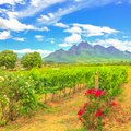 A vineyard in Stellenbosch near Cape Town