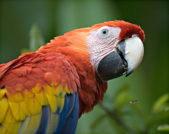 costa rica