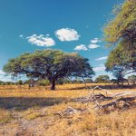 Spend three days exploring the Moremi Game Reserve