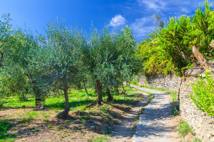 Walking path through an orchard