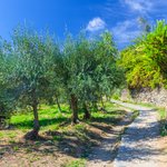 Walking path through an orchard