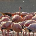 Flocks of flamingoes are common on lakes Nakuru, Naivasha, and Bogoria 