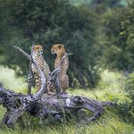 No I thought you told him