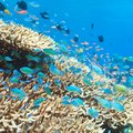 Snorkel amid colorful wildlife in Bunaken National Marine Park