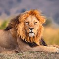 Beautiful lion in the tall grass of the Masai Mara in Kenya.
