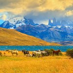 Grazing mustangs in Torres del Paine