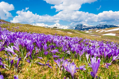 Alpine flowers bloom in Velika Planina