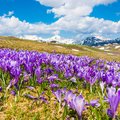Alpine flowers bloom in Velika Planina