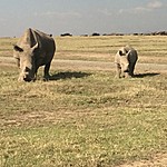 Come face to face with  rhinos