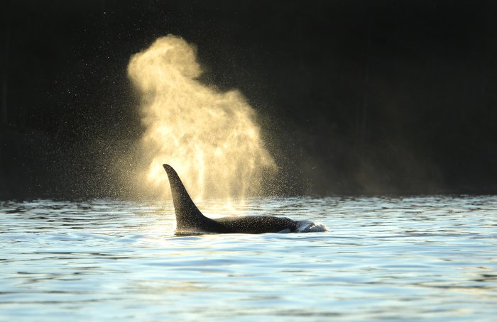 Orca swimming in the Johnstone Strait near Telegraph Cove