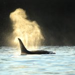 Orca swimming in the Johnstone Strait near Telegraph Cove