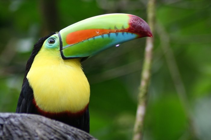 bird