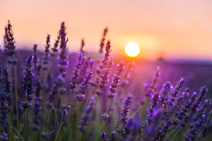 Lavender field in summertime