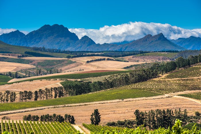 In the Winelands