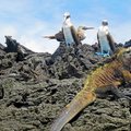 Marine Iguana, Galápagos Islands