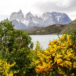 Summer blooms in Torres del Paine