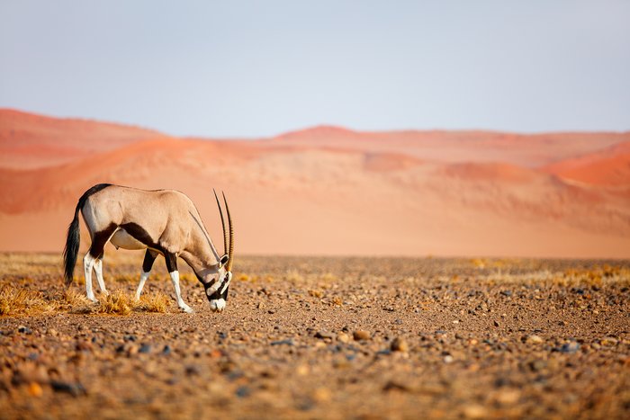 Sossuvlei snacking