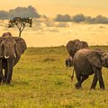 Elephants in Masai Mara National Park