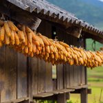 A traditional o house on stilts