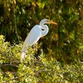 Heron in the Pantanal
