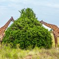 Giraffes in the Tsavo East, Tsavo West and Amboseli National Park in Kenya