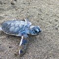 Baby turtle on the beach in Tortuguero National Park