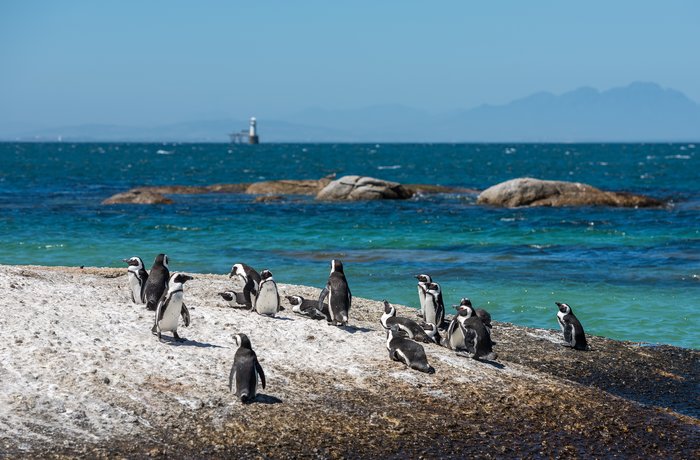 Penguins on Boulders Beach