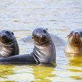 Seals in the Galápagos Islands